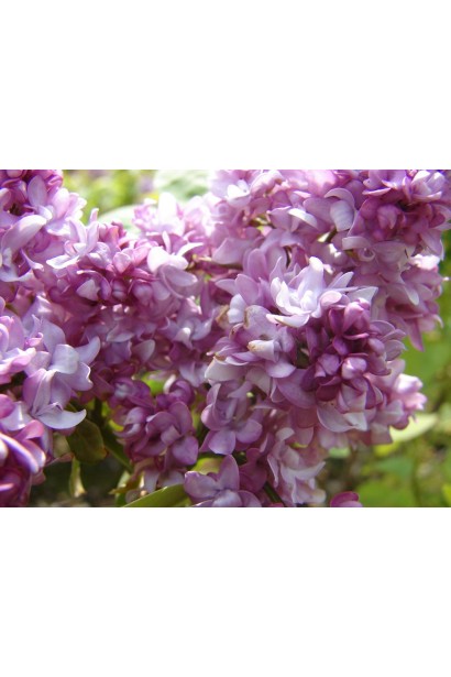 Густое соцветие сирени Belle de Nancy