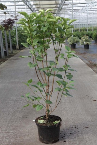 Саженец сирени обыкновенной Бель де Нанси в садовом центре