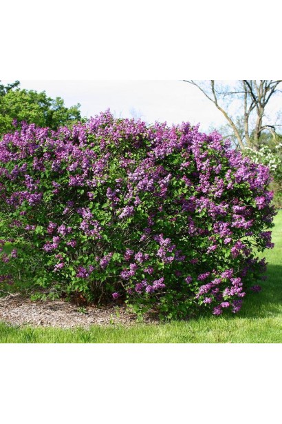 Весняний бузок Masséna в повному цвіті