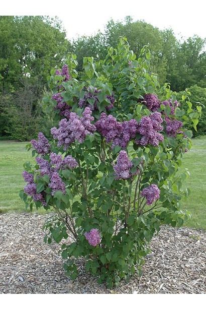 Густий кущ бузка Masséna