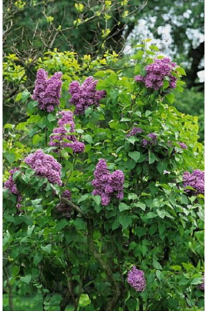 Ніжні пурпурно-рожеві квіти бузка Masséna