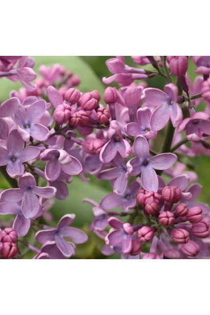 Густі суцвіття бузка Masséna