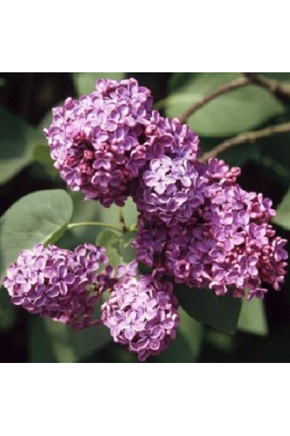 Бузок звичайний з великими пурпурно-рожевими квітами