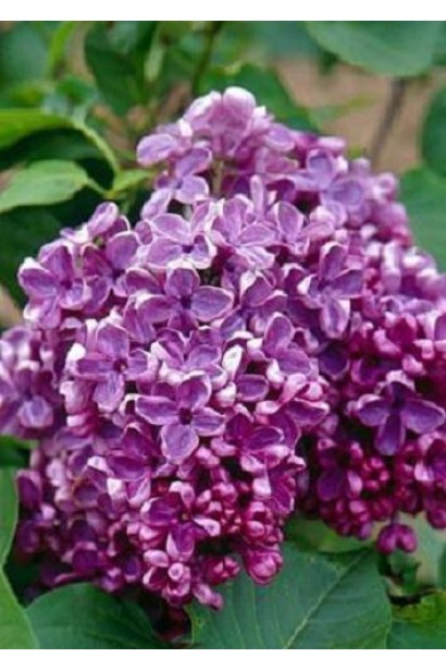 Ніжні пурпурно-рожеві квіти бузка Masséna