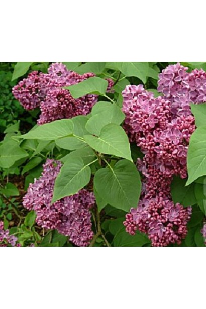 Бузок Массена з пурпурно-рожевими квітами