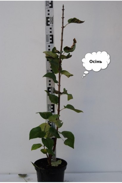 Саджанець Бузка Массена 