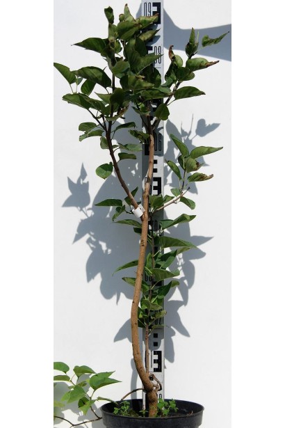 Саджанець Бузка Массена 