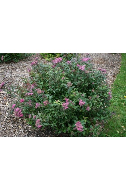 Спірея Дартс Ред для яскравих акцентів у ландшафті.