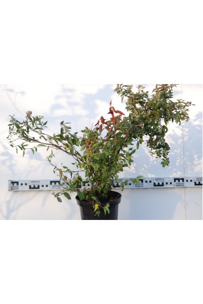 Спірея японська Дартс Ред | Спирея японская Дартс Ред | Spiraea japonica Darts Red