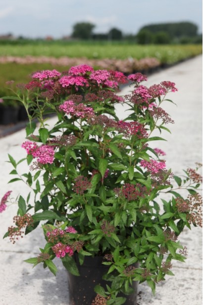 Спірея Дартс Ред із виразним забарвленням листя і квітів.