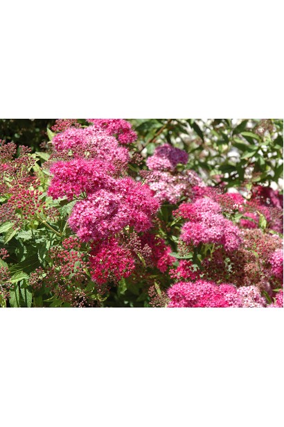 Спірея Дартс Ред із соковитими червоно-рожевими суцвіттями.