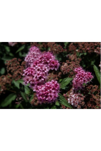 Spiraea japonica Darts Red