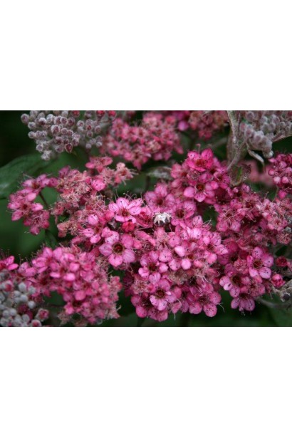 Спірея Дартс Ред з насиченими червоними квітами.