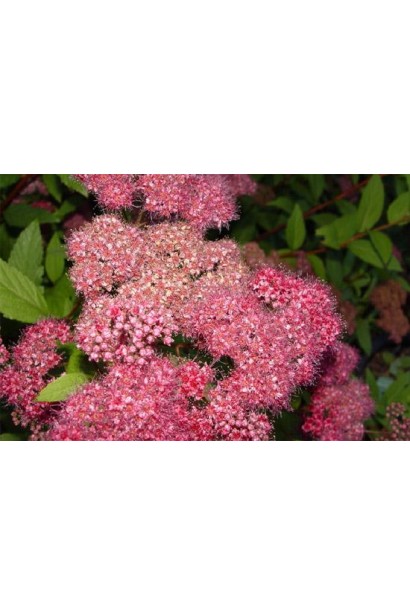 Спірея Дартс Ред — яскравий акцент для вашого двору.