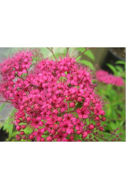 Спірея японська Дартс Ред із тривалим цвітінням.