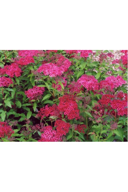 Ефектна спірея японська Дартс Ред для саду.