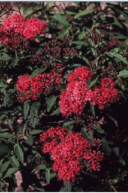 Компактний кущ спіреї Дартс Ред з червоними квітами.