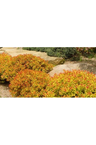 Ландшафтний дизайн із спіреєю Меджик Карпет®.