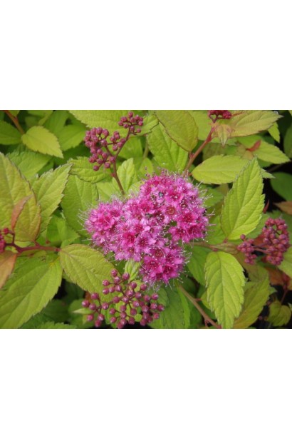 Спірея японська Меджик Карпет®/Вальбума®