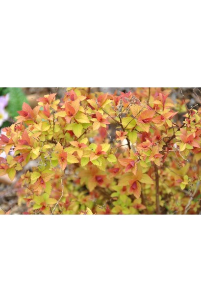 Спірея Меджик Карпет® із золотисто-червоним листям.