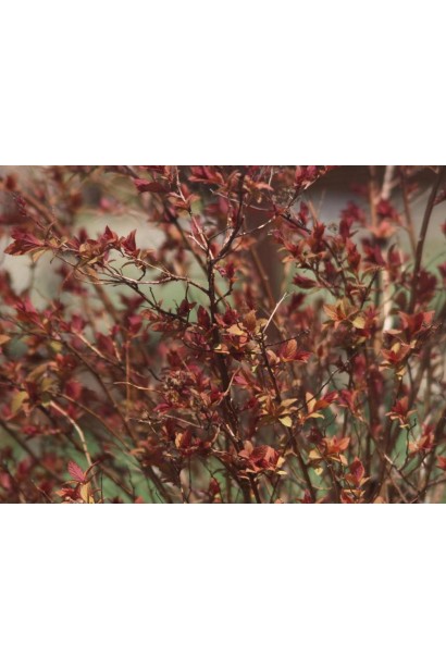 Спірея японська Меджик Карпет®/Вальбума® восени