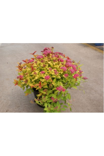 Спірея Magic Carpet® створює кольоровий акцент у саду.