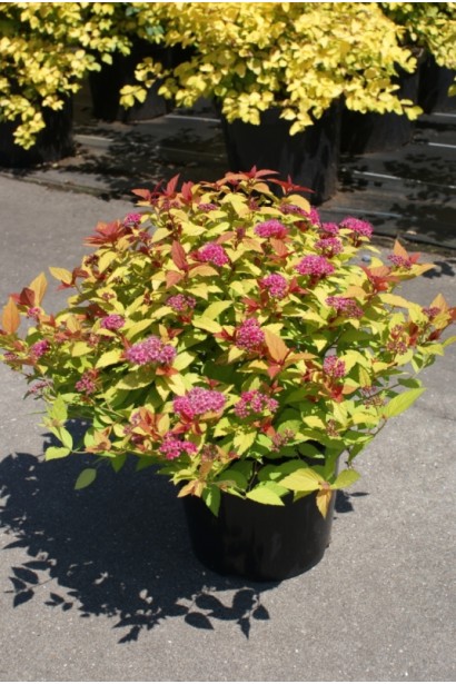 Спірея Magic Carpet® для квітників і декоративних клумб.