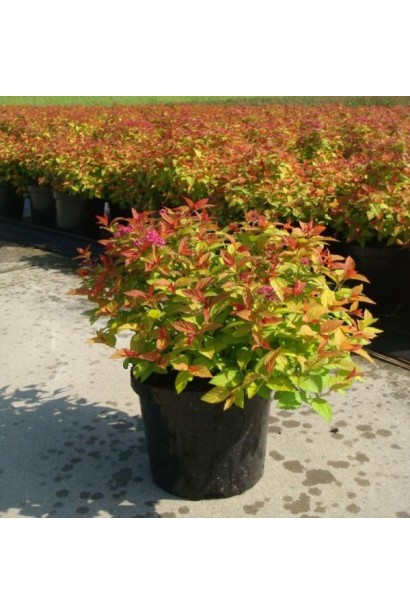 Кущ спіреї Magic Carpet® для яскравих садових композицій.