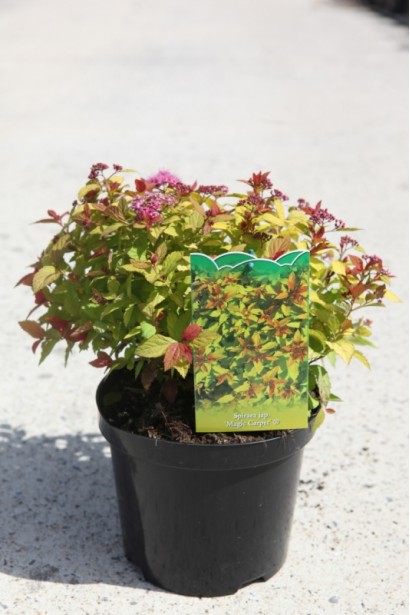 Ефектний кущ спіреї Меджик Карпет® для садового дизайну.