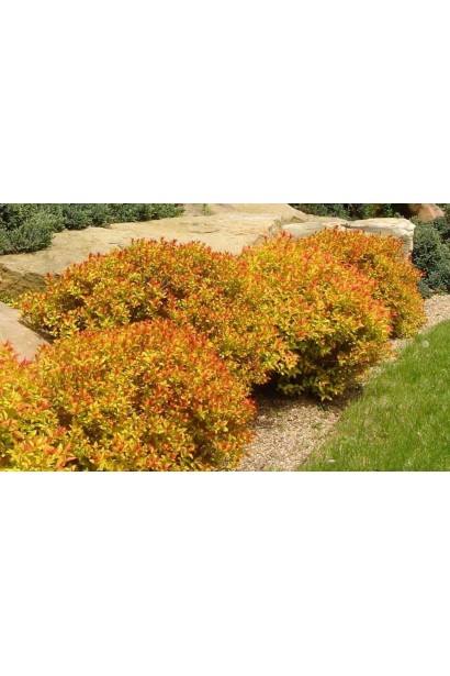 Листя спіреї Magic Carpet® змінює відтінки протягом сезону.