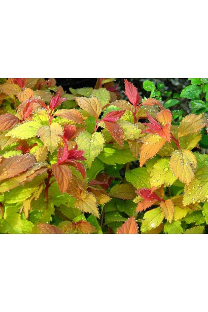 Японська спірея Magic Carpet® з листям золотавого відтінку.