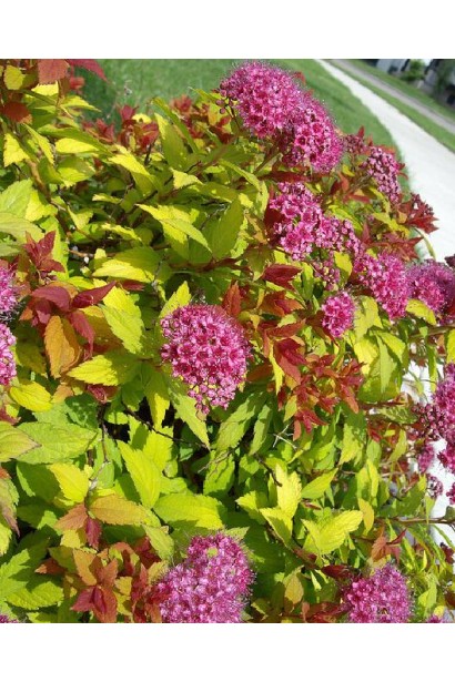 Спірея Magic Carpet® – компактний кущ із яскравими квітами.