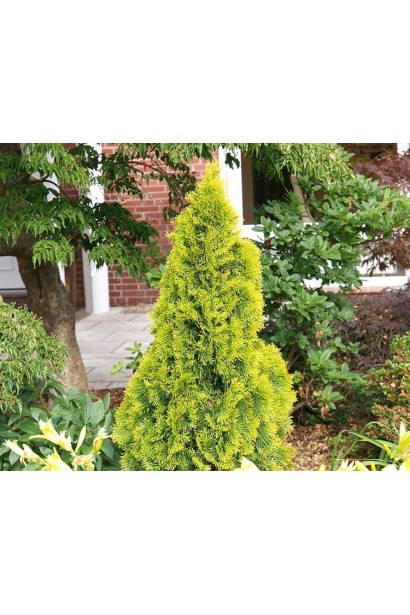 Золотая туя Голден Изумруд с узкой кроной.