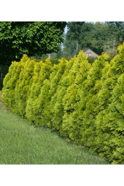 Туя Голден Изумруд для создания живых золотых изгородей.
