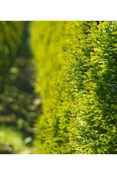 Туя Джанед Голд – элегантный золотой упор сада.