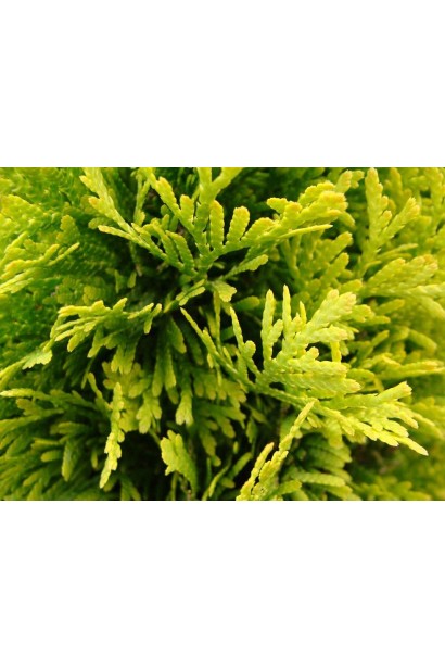 Туя Джанед Голд – золотистая хвоя