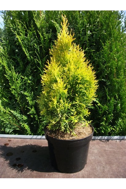 Саженец туи Голден Изумруд для яркого оформления участка.