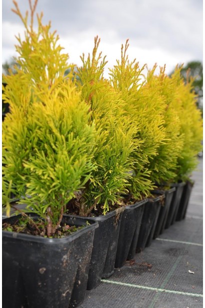 Вечнозеленая туя Голден Изумруд с золотистым блеском хвои.