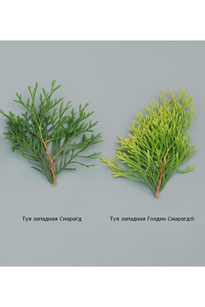 Цвет хвои голден смарагд 