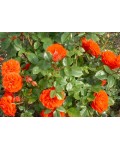 Роза Миниатюр Оранж | Троянда Мініатюр Оранж | Rosa Miniature Orange