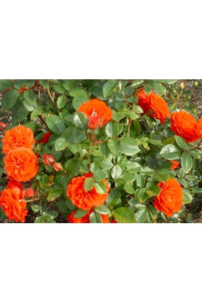Троянда Мініатюр Оранж – кущ із дрібними квітами.