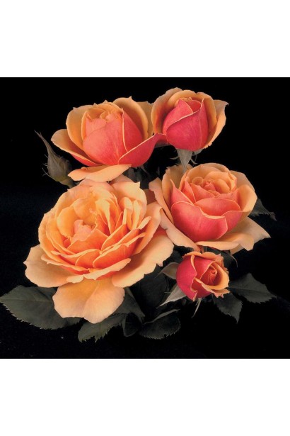 Троянда Мініатюр Оранж – яскравий акцент у квітнику.