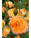 Троянда Мініатюр Оранж | Роза Миниатюр Оранж | Rosa Miniature Orange