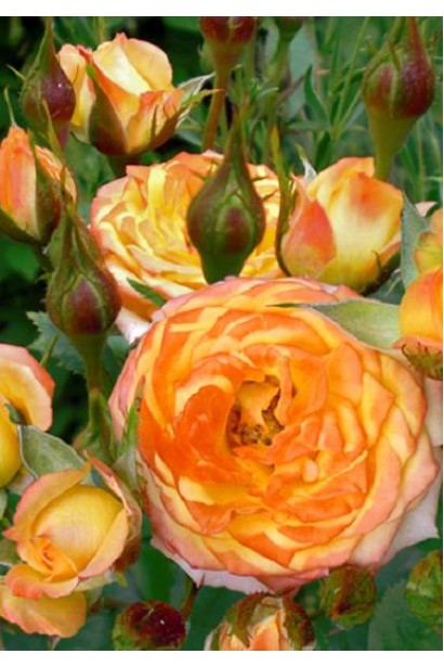 Троянда Мініатюр Оранж – яскраві помаранчеві бутони.