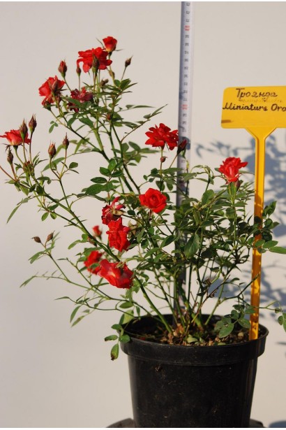 Троянда Мініатюр Оранж у горщику – готова до посадки.