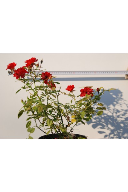 Троянда Мініатюр Оранж в садовому центрі