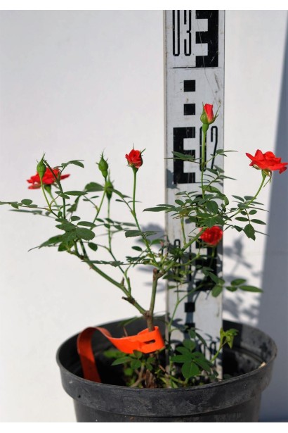 Троянда Мініатюр Оранж в контейнері 3л