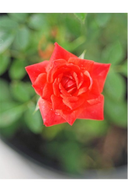 Rosa Miniature Orange