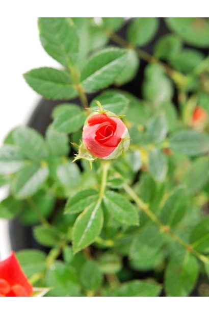 Rosa Miniature Orange