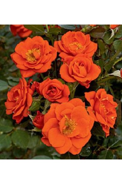 Rosa Miniature Orange – ідеальна для компактних клумб.